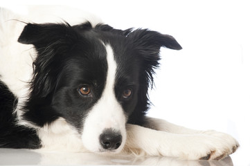 Border collie dog - Border Collie