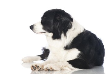 Border collie dog - Border Collie