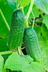 Cucumber on branch
