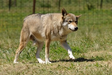 Lupo