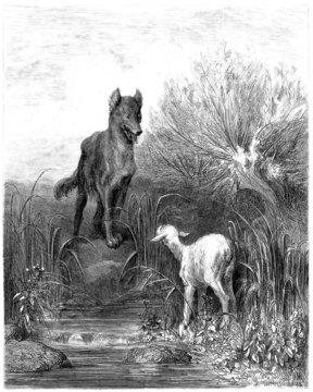Fototapeta Wolf & Sheep - Loup & Agneau