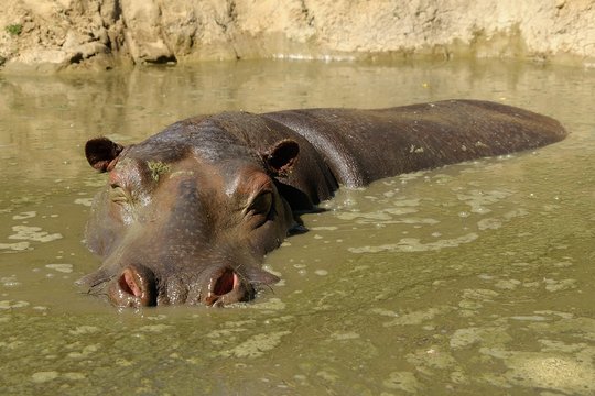 Ippopotamo