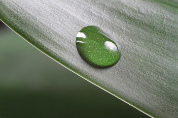 green plant leaf and drop