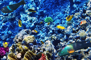 Plakat Koral i ryby w Morzu Czerwonym. Egipt