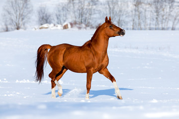 Arabian chestnut horse runs in winter