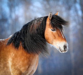 Horse head in winter