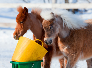 Ponies eating in winter