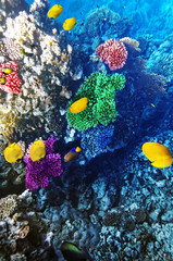 Fototapeta na wymiar Koral i ryby w Morzu Czerwonym. Egipt