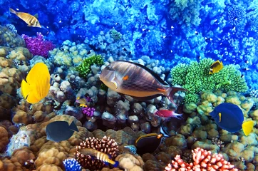 Schilderijen op glas Coral and fish in the Red Sea. Egypt © BRIAN_KINNEY