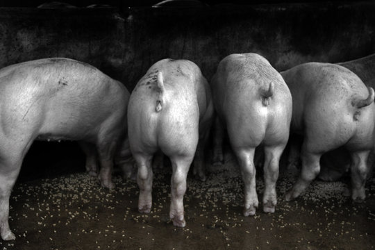 cochons