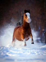 Bay horse galloping in winter