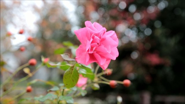 Rose