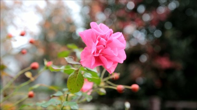 Rose
