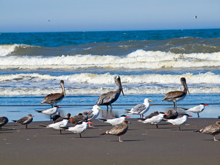 Fototapeta na wymiar A Variety of Seabirds at the Seashore Featuring Pelicans