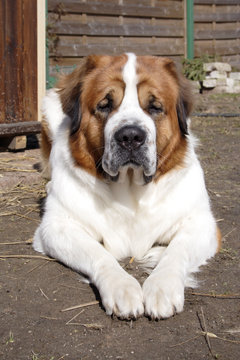 Fototapeta The big beautiful dog