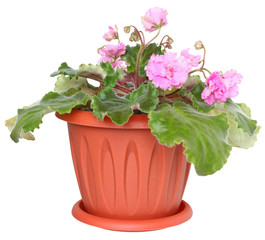 Flower violet in a pot isolated.