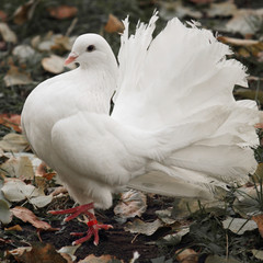 Fototapeta premium Pigeon as a symbol of peace and love