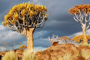 Quiver tree forest landscape. Kokerbooms in Namibia, Africa