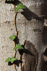 Wooden texture