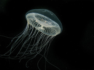 Ribbed Medusa Jelly Fish on Black Background © Kerry