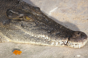 Krokodil mit Gummibärchen