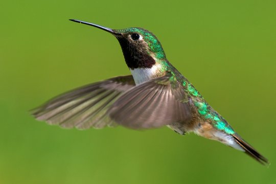 Male broad-tailed hummingbird