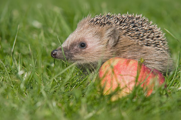 Igel im Herbst