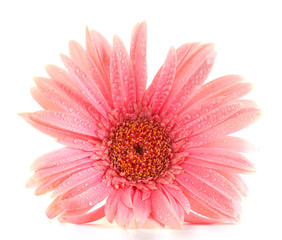 Fototapeta na wymiar piękne różowe Gerbera z kropli na białym