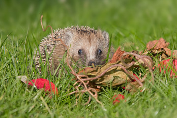 Igel im Herbst