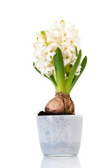 White Hyacinth