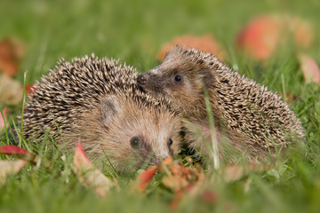 Igel im Herbst