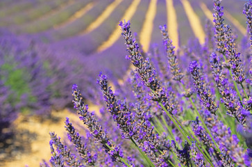 Lavendelfeld - lavender field 03