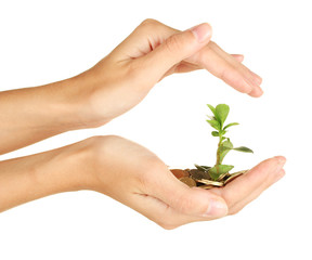 woman's hands are holding a money tree