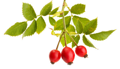 ripe hip roses on branch with leaves, isolated on white