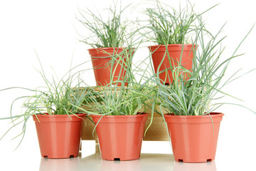 pots with seedling isolated on white