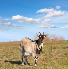 goat on meadow