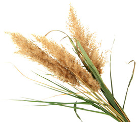 reeds, isolated on white © Africa Studio