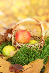 Apples in wicker basket on grass on bright background