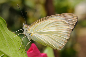 Farfalla - (Ascia monuste)