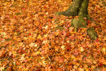 落ち葉と木