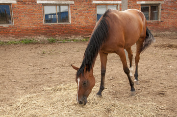 Fototapeta premium Лошади пасутся на ферме
