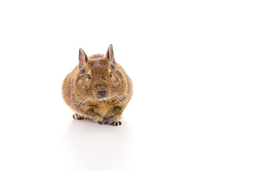 Degu isolated on white