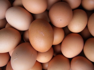 eggs
