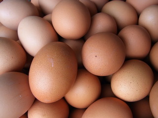 eggs