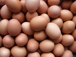 eggs