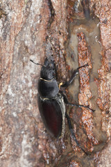 Female stag beetle, Lucanus cervus climbing oak, macro photo