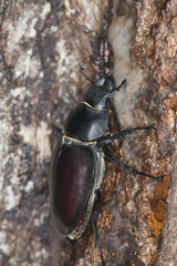 Female stag beetle, Lucanus cervus climbing oak, macro photo