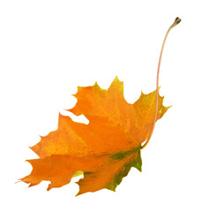 single orange maple leaf with green edges