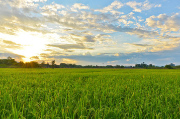 rice plant in rice field