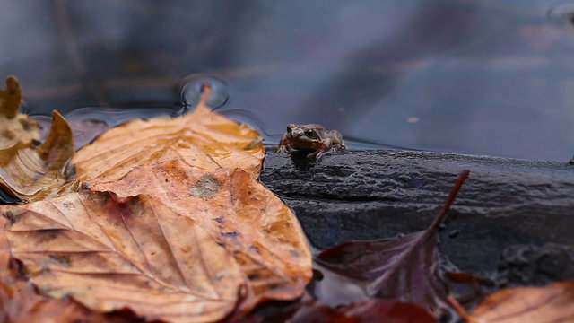 Moorfrosch - Rana arvalis - Jungtier